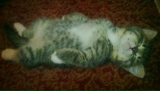 Фотография Кудряшова Даша