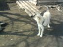 Андрій Сало фотография #12 (источник - https://vk.com/id60455460)