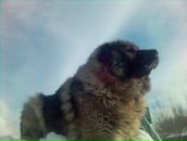 Фотография Головчанской Анастасии