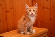 Фотография Киселевой Дарьи