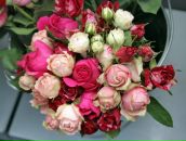 Фотография Королевой Анюты