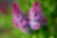 Ольга Моха фотография #29 (источник - https://vk.com/id2886236)