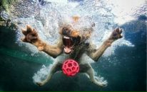 Фотография Spasibo Dima