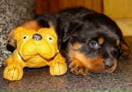 Пєтя Попсуйко фотография #33 (источник - https://vk.com/id58661152)