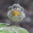 Фотография Носковой Елены