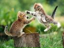 Іра Масловська фотография #25 (источник - https://vk.com/id70687299)