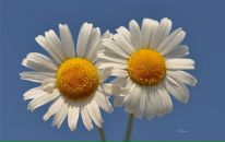 Фотография Меллер Юлии