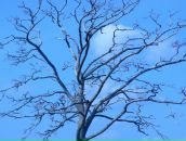 Фотография Цыбульской-Романовой Натальи