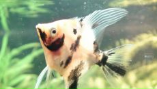 Dathim Origin фотография #5 (источник - https://vk.com/id2932718)