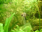 Dathim Origin фотография #29 (источник - https://vk.com/id2932718)