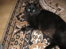 Мішка Котэ фотография #17 (источник - https://vk.com/id101229409)