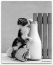 Люся Милашка^^ фотография #49 (источник - https://vk.com/id135176788)