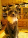 Кот =) фотография #25 (источник - https://vk.com/id89873718)