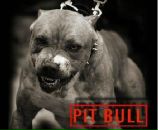 Фотография Орлова Дмитрия