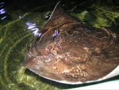 Ірина Сурженко фотография #48 (источник - https://vk.com/id6471667)