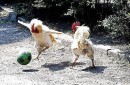 Давид Вилья фотография #42 (источник - https://vk.com/id58436847)