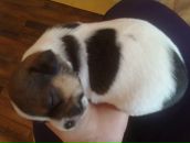 Фотография Абрамовой Анастасии