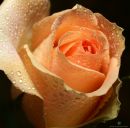 Фотография Гариповой Алисы