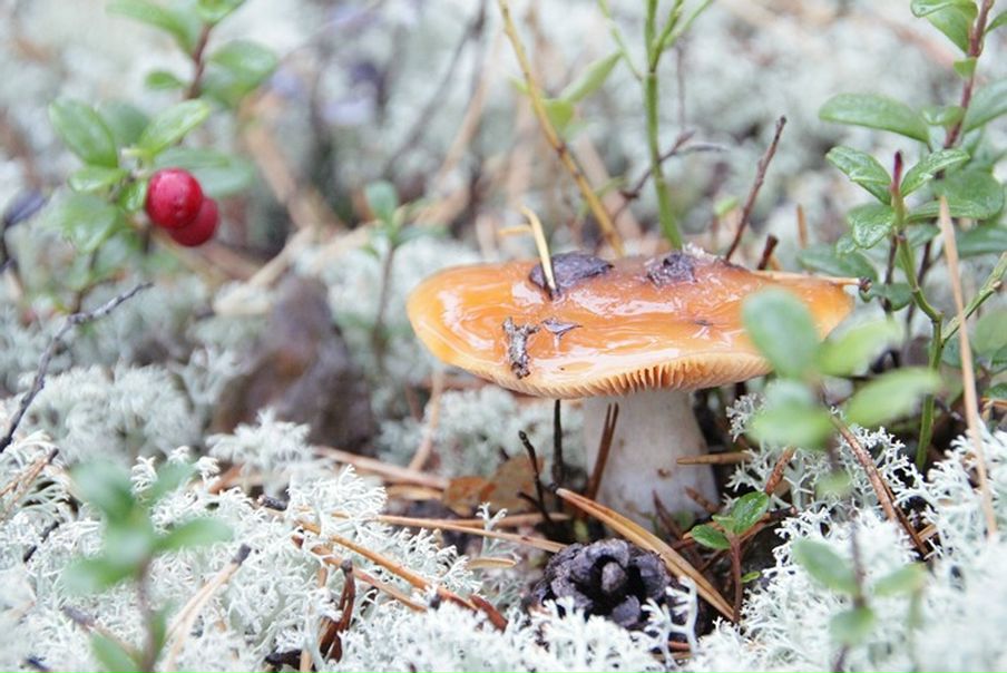 Дмитрий Кушкин фото №17