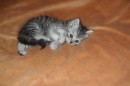 Кот Салтыков фотография #17 (источник - https://vk.com/id82408447)