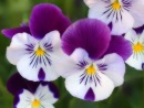 Фотография Богатырь Анны