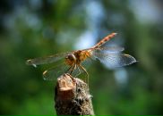 Йохан Кашпировский фотография #28 (источник - https://vk.com/id3096701)