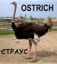 Андрій Мельник фотография #18 (источник - https://vk.com/id353550813)