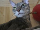 Иван Нави фотография #26 (источник - https://vk.com/id155927)