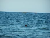 Іра Панасюк фотография #38 (источник - https://vk.com/id10031470)