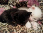 Фотография Нафикова Ильдара