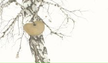 Фотография Ермаковой Марины