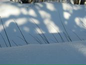 Иван Никулин фотография #41 (источник - https://vk.com/id755602)